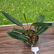 Load image into Gallery viewer, #D19 Philodendron Callosum