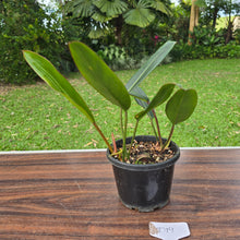 Load image into Gallery viewer, #D19 Philodendron Callosum