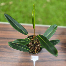 Load image into Gallery viewer, #D19 Philodendron Callosum