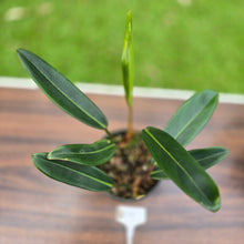 Load image into Gallery viewer, #D19 Philodendron Callosum
