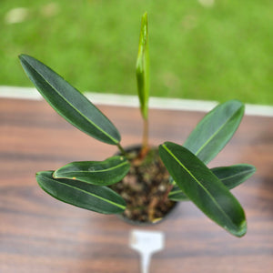 #D19 Philodendron Callosum