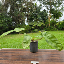 Load image into Gallery viewer, #P2 Philodendron Paraiso Verde