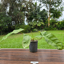 Load image into Gallery viewer, #P2 Philodendron Paraiso Verde