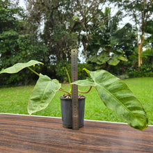 Load image into Gallery viewer, #P2 Philodendron Paraiso Verde