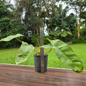 #P2 Philodendron Paraiso Verde
