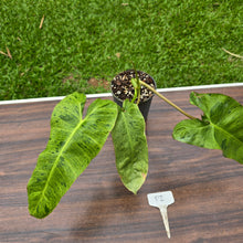 Load image into Gallery viewer, #P2 Philodendron Paraiso Verde