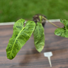 Load image into Gallery viewer, #P2 Philodendron Paraiso Verde
