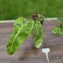 Load image into Gallery viewer, #P2 Philodendron Paraiso Verde