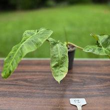 Load image into Gallery viewer, #P2 Philodendron Paraiso Verde