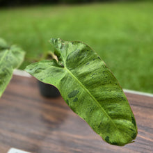Load image into Gallery viewer, #P2 Philodendron Paraiso Verde
