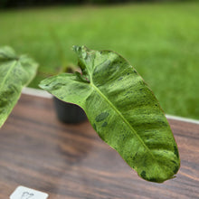 Load image into Gallery viewer, #P2 Philodendron Paraiso Verde