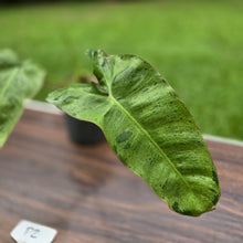 Load image into Gallery viewer, #P2 Philodendron Paraiso Verde