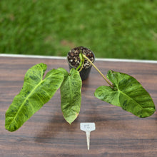 Load image into Gallery viewer, #P2 Philodendron Paraiso Verde