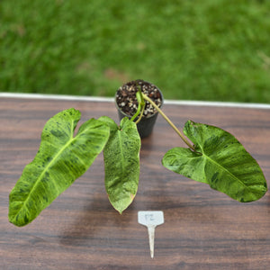 #P2 Philodendron Paraiso Verde