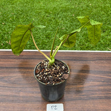 Load image into Gallery viewer, #P2 Philodendron Paraiso Verde