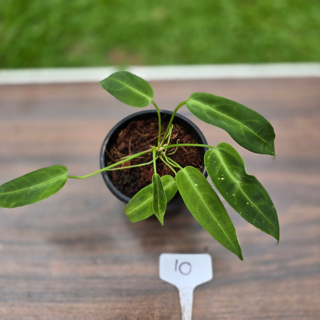 #10 Anthurium Warocqueanum Seedling