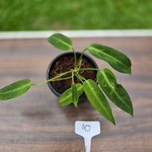 Load image into Gallery viewer, #10 Anthurium Warocqueanum Seedling