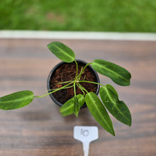 Load image into Gallery viewer, #10 Anthurium Warocqueanum Seedling