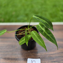 Load image into Gallery viewer, #10 Anthurium Warocqueanum Seedling
