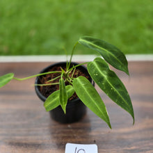 Load image into Gallery viewer, #10 Anthurium Warocqueanum Seedling