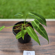 Load image into Gallery viewer, #10 Anthurium Warocqueanum Seedling