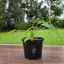 Load image into Gallery viewer, #10 Anthurium Warocqueanum Seedling