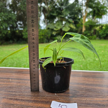 Load image into Gallery viewer, #10 Anthurium Warocqueanum Seedling