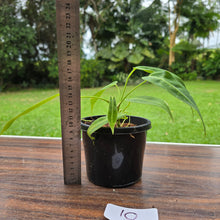 Load image into Gallery viewer, #10 Anthurium Warocqueanum Seedling