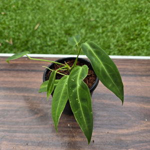 #10 Anthurium Warocqueanum Seedling