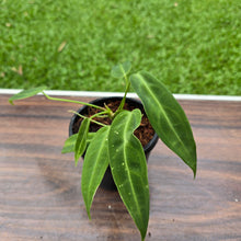 Load image into Gallery viewer, #10 Anthurium Warocqueanum Seedling