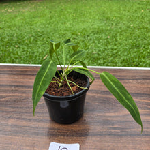 Load image into Gallery viewer, #10 Anthurium Warocqueanum Seedling