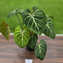 Load image into Gallery viewer, #B94 Multi-headed Philodendron Gloriosum