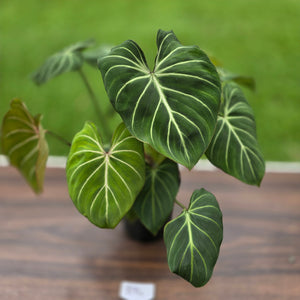 #B94 Multi-headed Philodendron Gloriosum