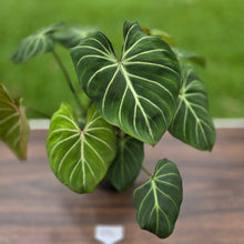 Load image into Gallery viewer, #B94 Multi-headed Philodendron Gloriosum