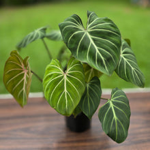 Load image into Gallery viewer, #B94 Multi-headed Philodendron Gloriosum