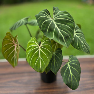 #B94 Multi-headed Philodendron Gloriosum