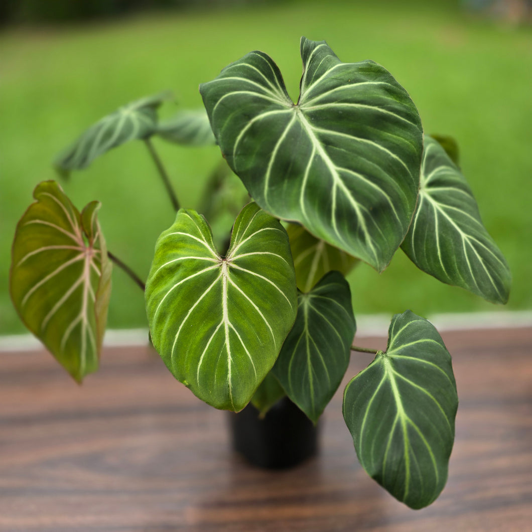 #B94 Multi-headed Philodendron Gloriosum