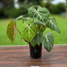 Load image into Gallery viewer, #B94 Multi-headed Philodendron Gloriosum