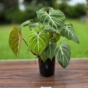 #B94 Multi-headed Philodendron Gloriosum