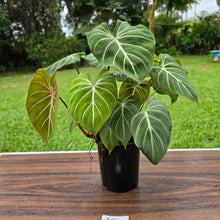 Load image into Gallery viewer, #B94 Multi-headed Philodendron Gloriosum