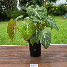 Load image into Gallery viewer, #B94 Multi-headed Philodendron Gloriosum