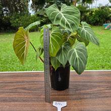 Load image into Gallery viewer, #B94 Multi-headed Philodendron Gloriosum