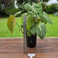 Load image into Gallery viewer, #B94 Multi-headed Philodendron Gloriosum