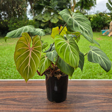 Load image into Gallery viewer, #B94 Multi-headed Philodendron Gloriosum