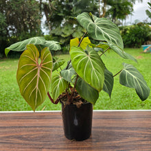 Load image into Gallery viewer, #B94 Multi-headed Philodendron Gloriosum