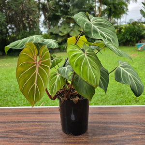 #B94 Multi-headed Philodendron Gloriosum
