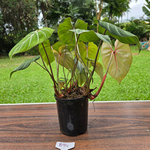 Load image into Gallery viewer, #B94 Multi-headed Philodendron Gloriosum