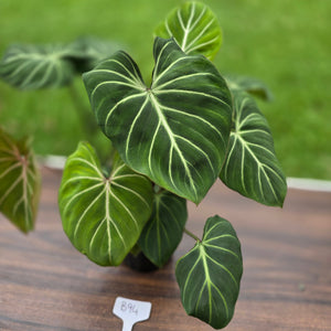 #B94 Multi-headed Philodendron Gloriosum