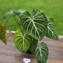Load image into Gallery viewer, #B94 Multi-headed Philodendron Gloriosum