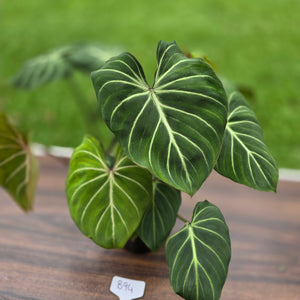 #B94 Multi-headed Philodendron Gloriosum